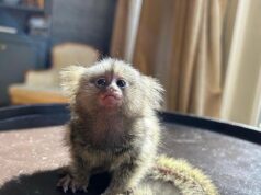 Animais exóticos como macacos, esquilos e chitas estão sendo vendidos na Irlanda a preços arrasadores… espere até ler o conselho bizarro que recebemos quando perguntamos se as chitas eram boas com crianças?