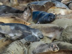 Gripe aviária encontrada em elefantes marinhos no Parque Estadual Año Nuevo, diz estudo