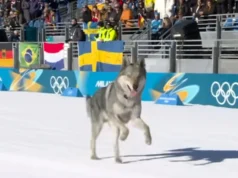 Assista ao adorável momento em que um cachorro bate na corrida dos Jogos Olímpicos de Inverno de 2026