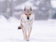 Este cachorro italiano venceu as Olimpíadas
