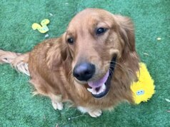 Cães de apoio de Pittsburgh competem pelo título de ‘animal de estimação favorito da América’