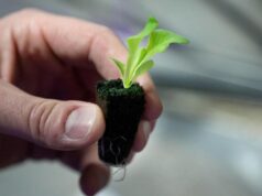 As hortas de quintal são saudáveis para as pessoas e para o planeta. Veja como você começa