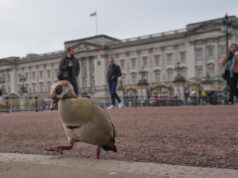 Diana, Harry e o ex-príncipe Andrew desde que partiram. Uma olhada nos principais escândalos reais britânicos – The Mercury News