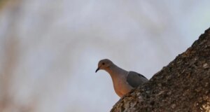 A redução do número de aves na América do Norte está se acelerando