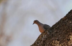 A redução do número de aves na América do Norte está se acelerando