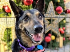 A crise da eutanásia no abrigo de animais de Oakland diminuiu por enquanto