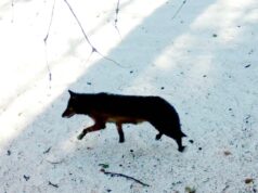 O primeiro lobo cinzento em 100 anos entra no condado de Los Angeles – The Mercury News