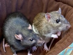 Procurando um animal de estimação pequeno? Considere um rato de estimação – The Mercury News