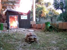 A fuga relativamente rápida da tartaruga do incêndio na Califórnia capturada pela câmera – The Mercury News