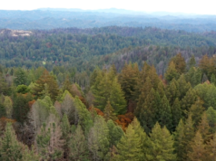 Uma floresta de sequoias que pertenceu ao “Rei Tut dos Acumuladores” foi adicionada ao famoso Parque Estadual das Montanhas de Santa Cruz.