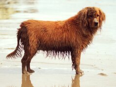 Existe uma razão para um cachorro em um parque canino de Glen Ellen estar comendo lama?