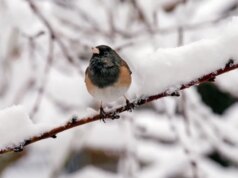 Título: Por que um passarinho está batendo nas janelas de Los Gatos?