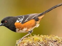 O pássaro malhado de Santa Cruz está cantando a canção do amor perdido?