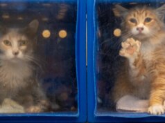 San Jose pode estar prestes a enfrentar um confronto legal sobre a situação de seu abrigo de animais