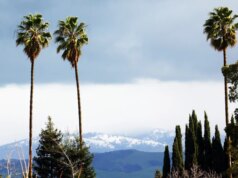 Uma camada de neve na área da baía devido a tempestades frias na cordilheira do Monte Diablo