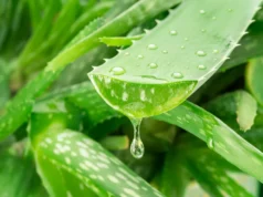 Um composto escondido de aloe vera combate o Alzheimer