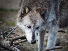Os lobos de Yellowstone podem não ter mudado o parque nacional