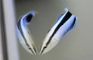 Bodião limpador mostra autoconsciência em teste de espelho impressionante