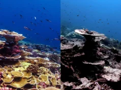 O pior evento de branqueamento de corais registrado danificou mais de 50% do recife