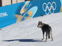 Husky ou lobo? Equipes de cães atravessam o país para roubar o show nas Olimpíadas de Inverno