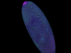 Impressionantes mapas 3D revelam como o DNA se formou antes que a vida “ligasse o interruptor”.