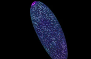 Impressionantes mapas 3D revelam como o DNA se formou antes que a vida “ligasse o interruptor”.