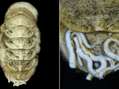 Milhares de pessoas deram nomes online a esta estranha criatura do fundo do mar