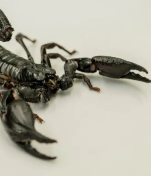 giant-asian-forest-scorpion.webp.webp