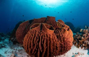 Pesquisa do MIT sugere que os primeiros animais da Terra foram provavelmente antigas esponjas marinhas