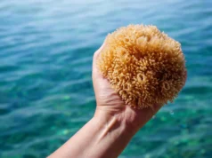 Os primeiros animais da Terra não tinham esqueletos e isso mudou tudo