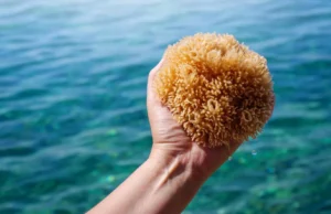 Os primeiros animais da Terra não tinham esqueletos e isso mudou tudo