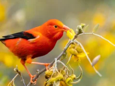 Quase todas as aves florestais do Havaí transmitem malária aviária