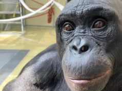 Uma festa de chá de bombom está reescrevendo o que sabemos sobre fantasia