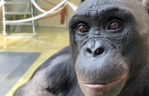 Uma festa de chá de bombom está reescrevendo o que sabemos sobre fantasia