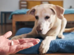 Tratamentos contra pulgas e carrapatos em cães e gatos podem prejudicar a vida selvagem