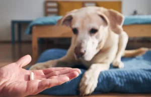 Tratamentos contra pulgas e carrapatos em cães e gatos podem prejudicar a vida selvagem