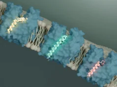 Os cientistas descobriram um interruptor para matar bactérias e isso pode mudar a luta contra as superbactérias