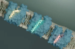Os cientistas descobriram um interruptor para matar bactérias e isso pode mudar a luta contra as superbactérias