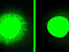 A cura da medula espinhal humana cultivada em laboratório após lesão faz grande progresso