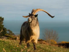 A velha cabra irlandesa da Irlanda viveu 3.000 anos