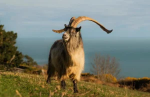 A velha cabra irlandesa da Irlanda viveu 3.000 anos