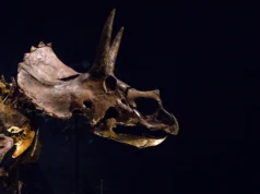 O Triceratops tinha um nariz gigante que poderia ter resfriado sua enorme cabeça