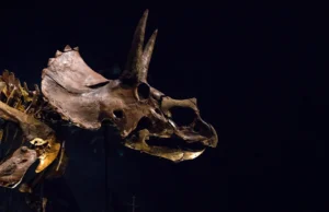 O Triceratops tinha um nariz gigante que poderia ter resfriado sua enorme cabeça