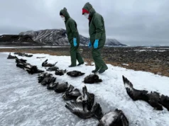 Gripe aviária H5N1 se torna a primeira morte de vida selvagem na Antártica Mais de 50 skuas morrem