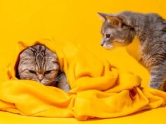 Quer salvar seu relacionamento? Tente dormir com um cobertor separado – The Mercury News