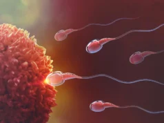 Este avanço poderia eventualmente desbloquear o controle de natalidade masculino