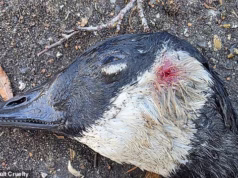 Bandidos adolescentes matam quatro patos de estimação com catapultas após ataques semelhantes em todo o Reino Unido em meio a uma tendência alarmante nas redes sociais