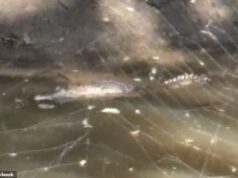 Momento assustador: crocodilo avistado em um lago atrás do subúrbio de Buning, a mais de 1.000 km de seu habitat