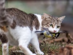A Austrália deve tomar medidas drásticas para salvar sua vida selvagem nativa única – mas milhões de amantes de gatos australianos estão prestes a ficar com o coração partido: ‘Extermine-os’