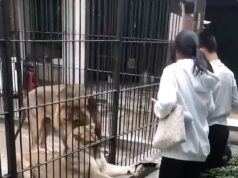 Momento assustador: menina de 10 anos é agarrada e atacada por leão enquanto alimentava bar em zoológico chinês